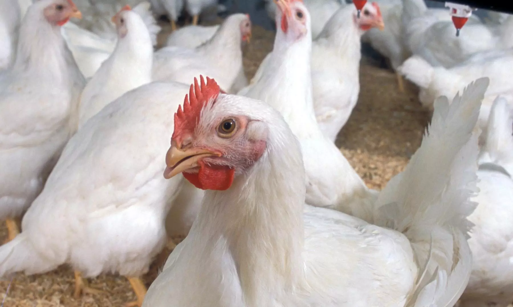 Official says no curbs in AP on transport of chicken, eggs