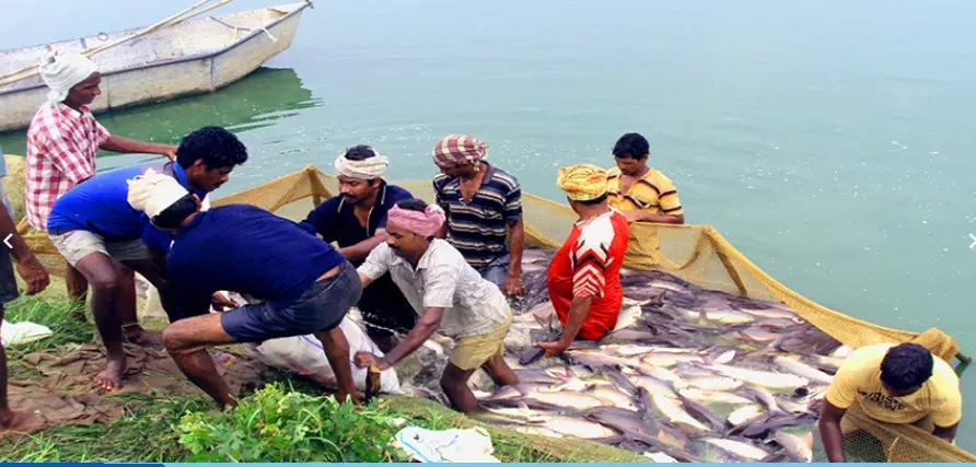 Andhra Pradesh: Rs 30 Crore Allocated for Sustainable Fishing