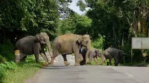 Warning issued as elephants spotted in Parvathipuram Manyam