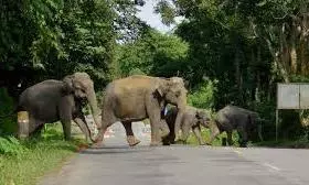 Forest staff on alert as elephants reach Maharashtra border area