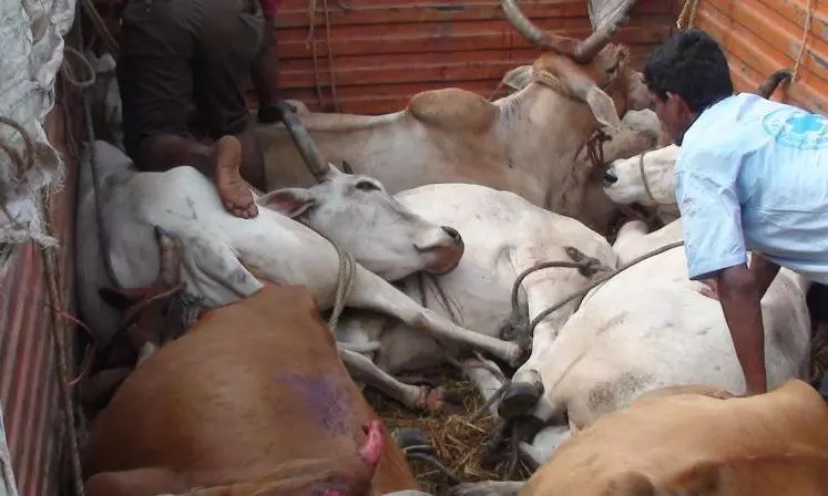 Accused in theft and slaughter of cattle in Honnavar station limits