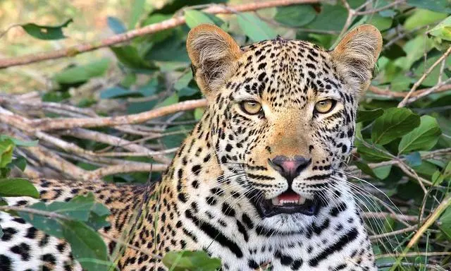 Leopard Kills Two Calves in Annapurna