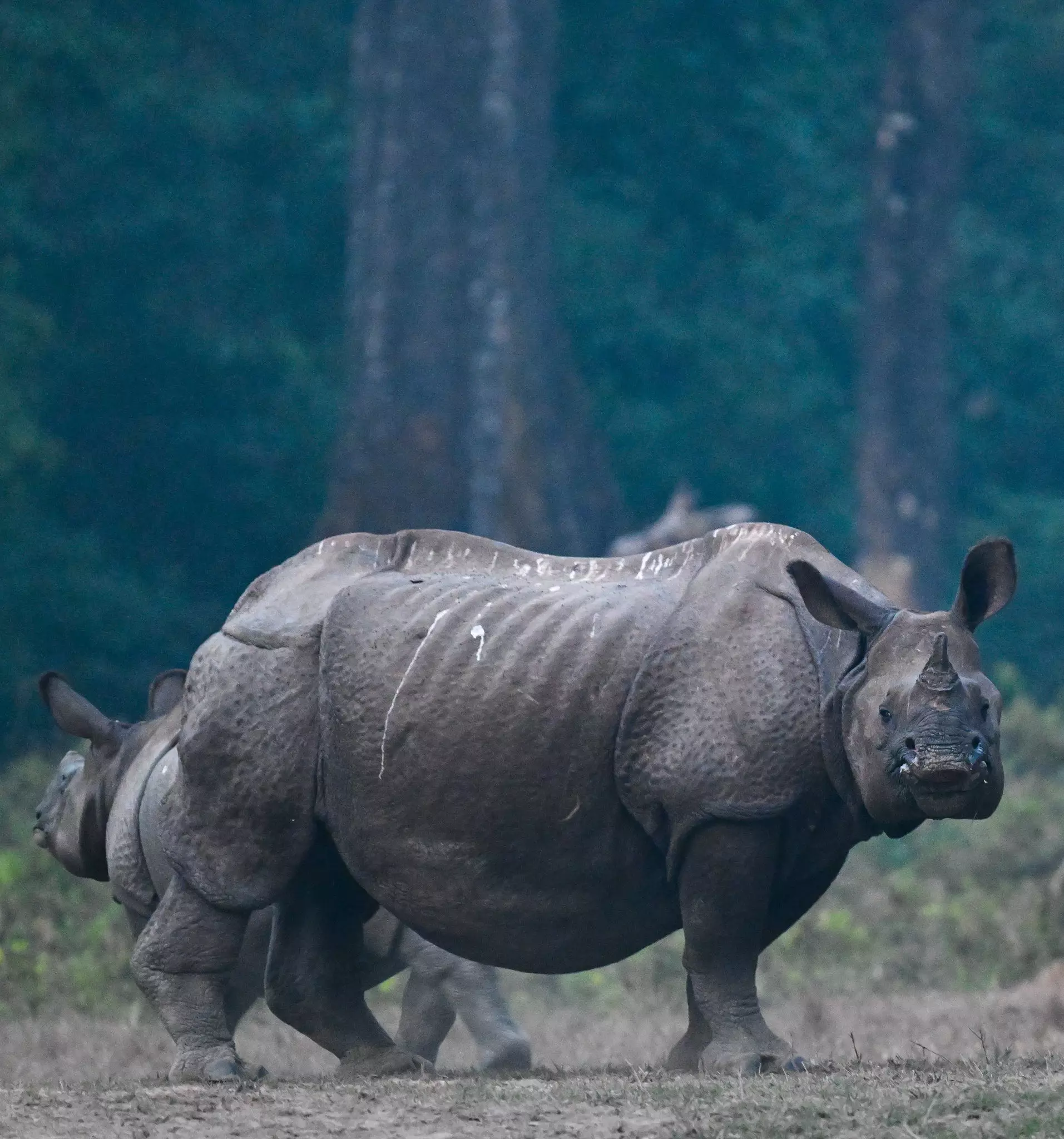 2 rhino horns worth 3 crores seized by Delhi Police, 4 held