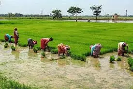 Labour Demand Rises as Paddy Planting Intensifies in Mancherial