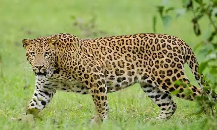 Schools in Uttarakhand district shut amid leopard attacks