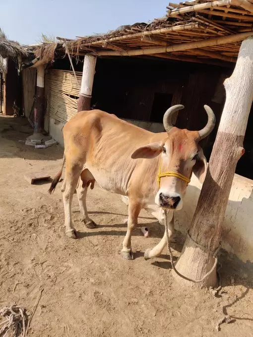 Goa likely to face beef shortage amid traders' strike