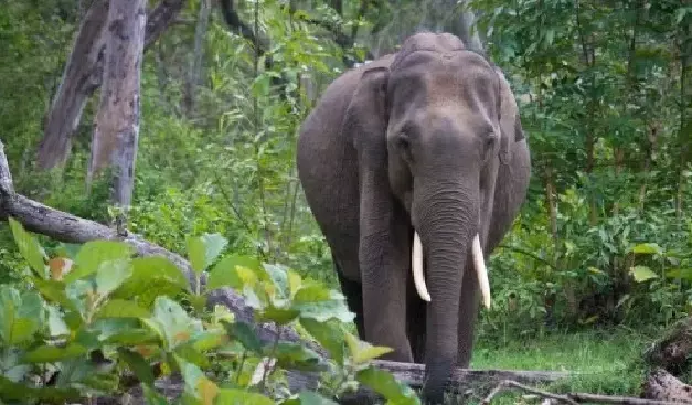 Three Elephants Die from Electrocution in Chhattisgarh Forest