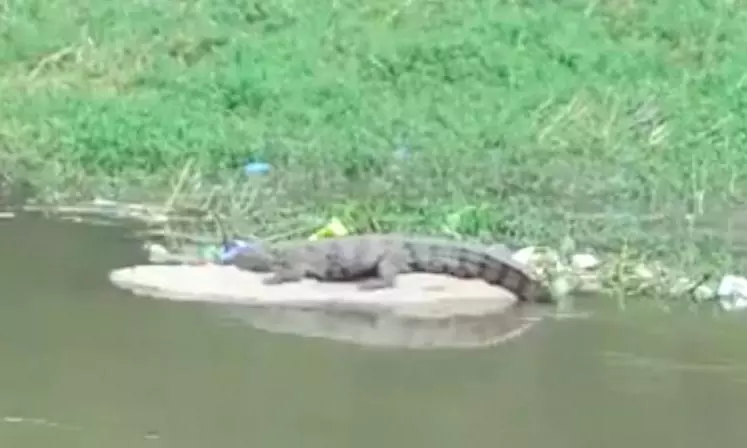 Forest officials rescue crocodile from KC canal