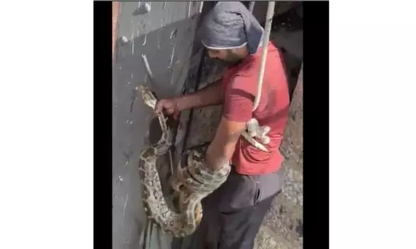 FOS Volunteer Rescues 8-Foot Python Coiled at Osmansagar Crest Gates