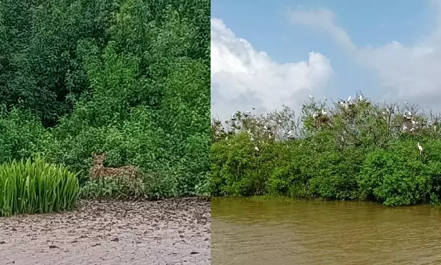 Will Nature's Mangrove Defense Wall Save Bhitarkanika from Cyclone Dana's Fury?