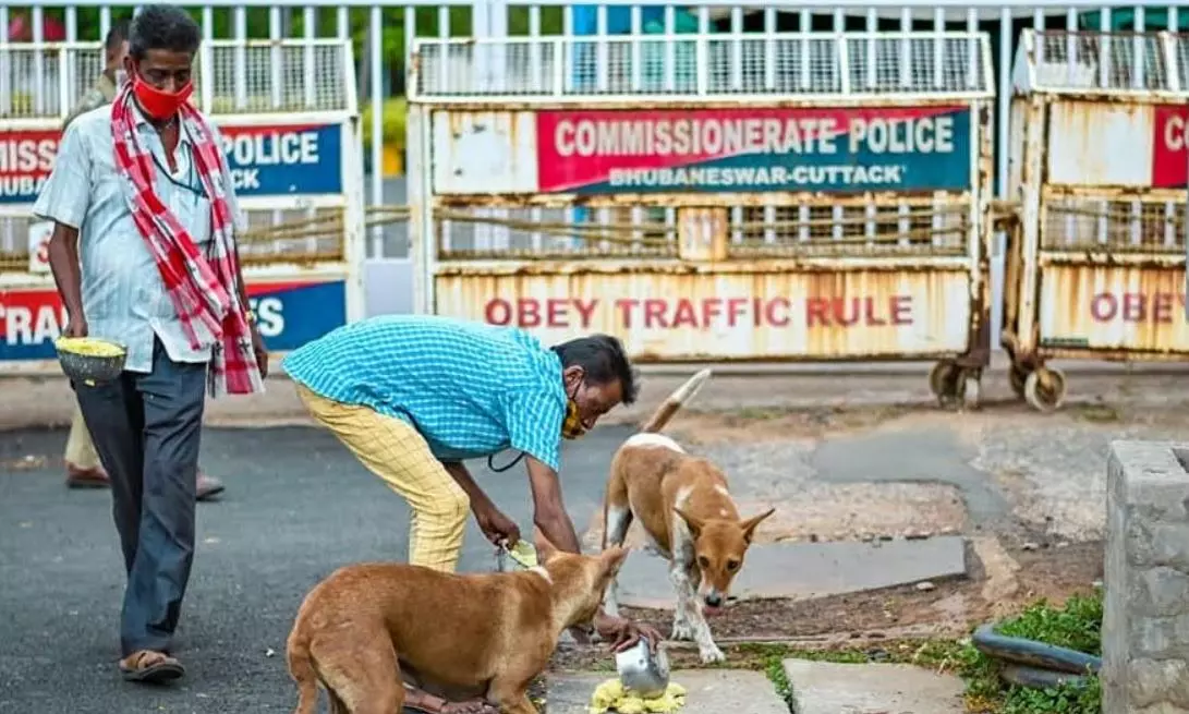 Odisha government pledges to protect stray dogs from Cyclone ‘Dana’