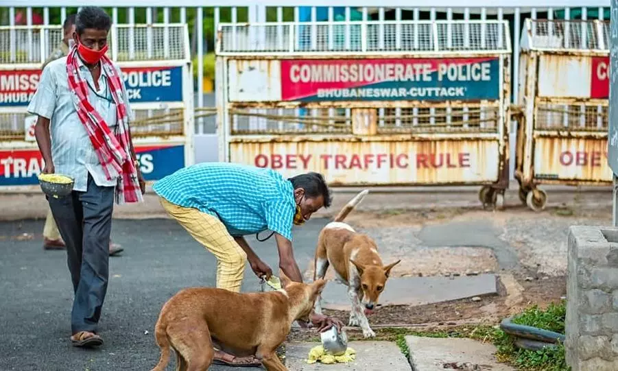 Odisha government pledges to protect stray dogs from Cyclone ‘Dana’