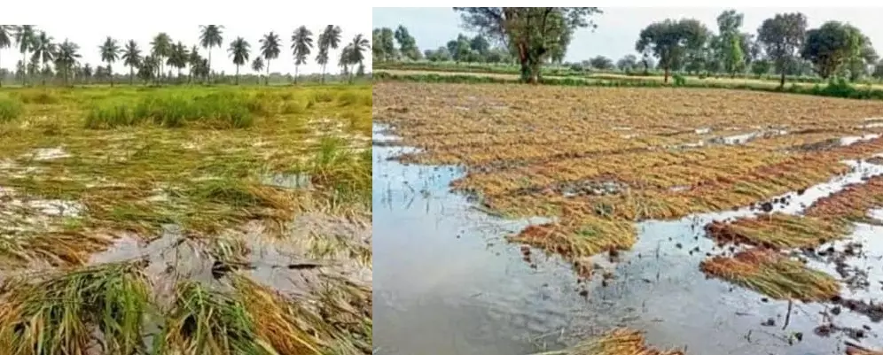 Devastating Dana devours Odisha farmers’ a full year’s food