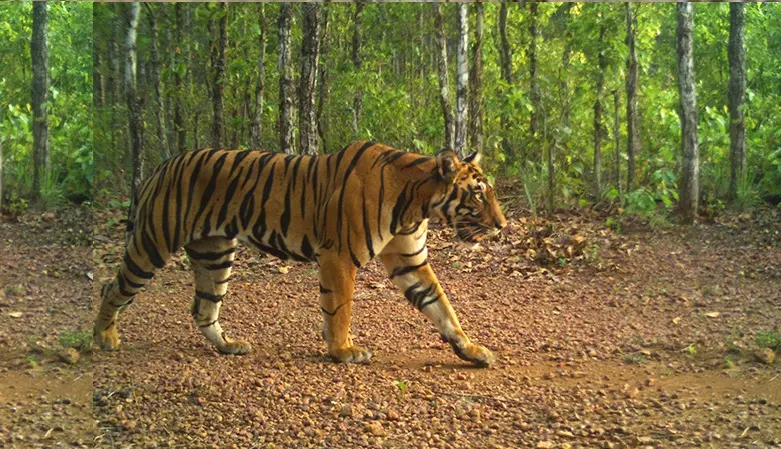 Royal Bengal Tiger from Maharashtra Arrives at Odisha’s Similipal Tiger Reserve