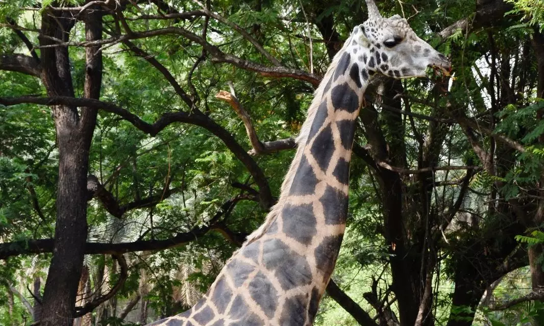 Giraffe Tsunami Basant Passed Away at Nehru Zoo