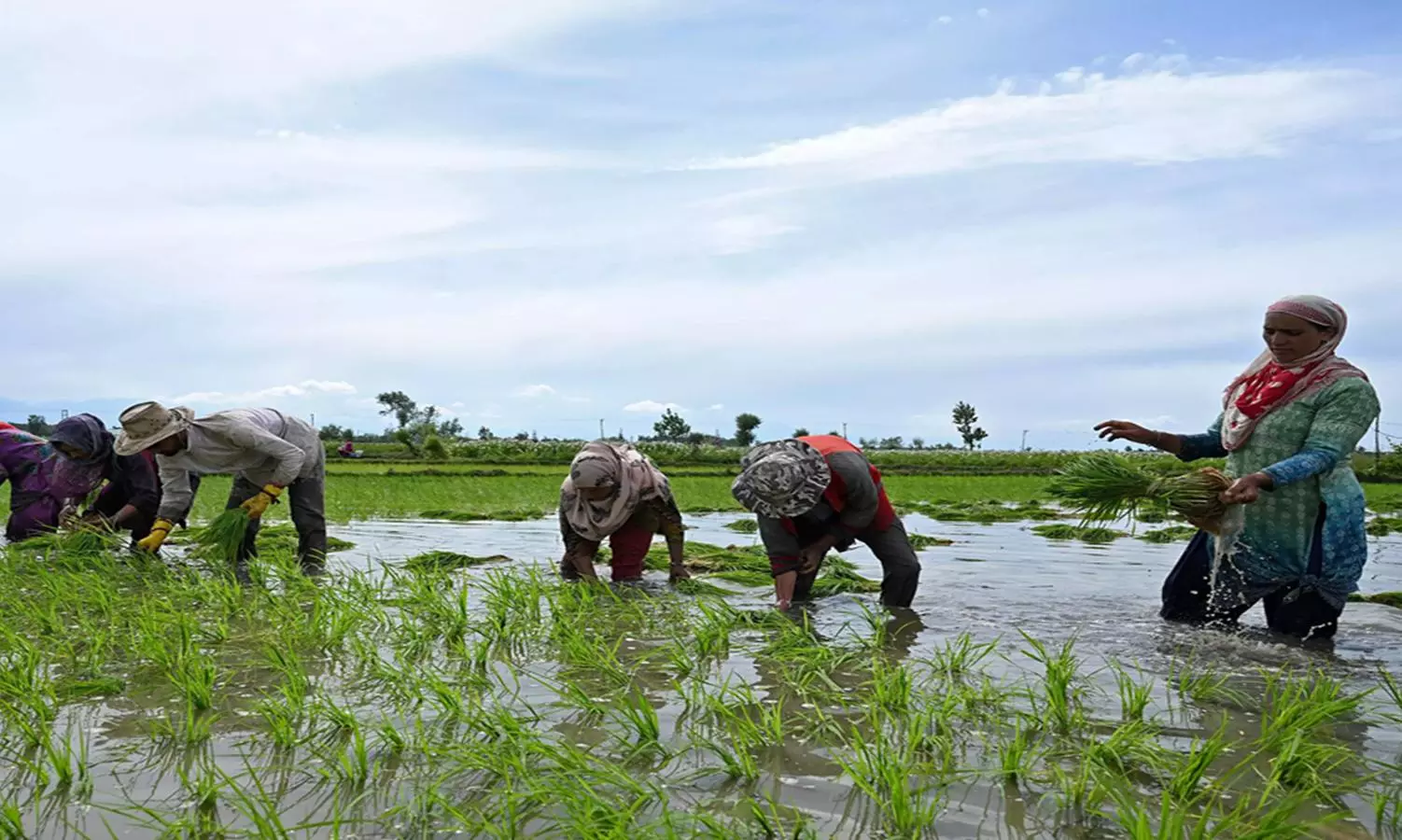 Farmers body bemoans scarcity of fertilisers