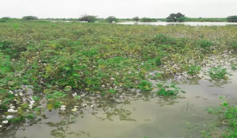 Rain damage: Atchannaidu assures farmers of government support