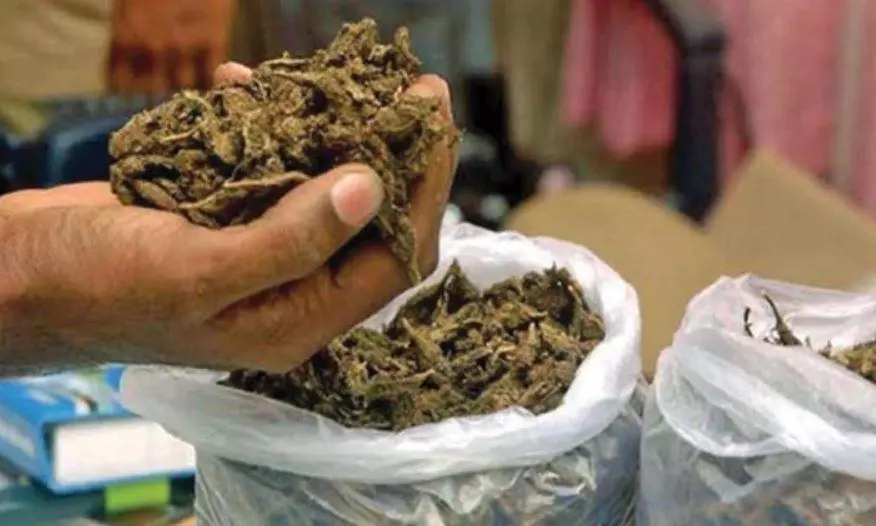 Operation Dhoolpet: 14 Raids, 321 Kgs of Ganja Seized, 71 Cases Filed