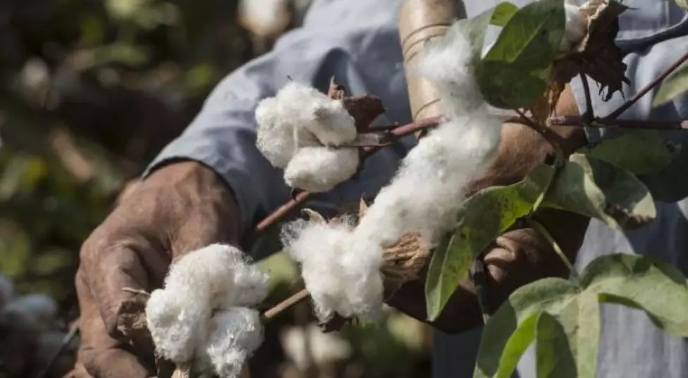 Cotton farmers struggle with CCI’s strict moisture cap