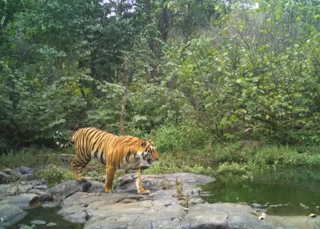 Female tiger found dead in Tamil Nadu, probe ordered