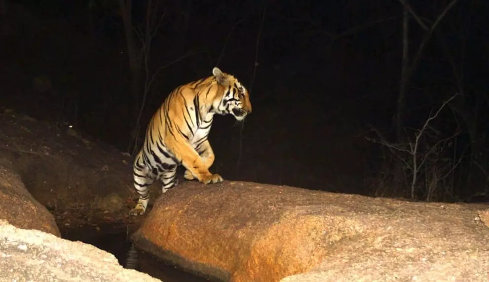 Tiger menace: People in bordering villages panicky