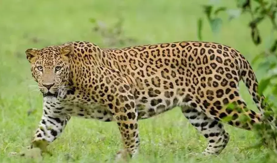 Leopard dies in accident on NH in Nellore