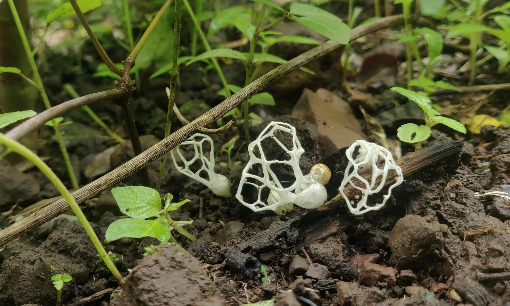 Rare Fungal Species Found in Kawal Tiger Reserve