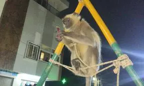 Pet langur rescued from circus, sent to Nehru Zoo