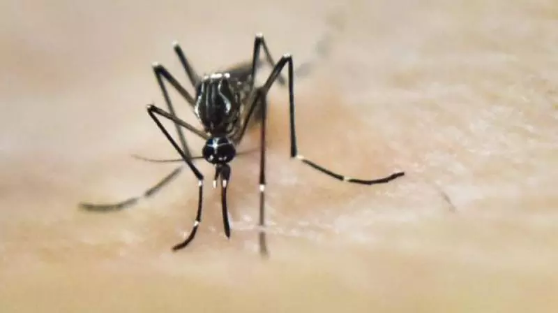 Suspected zika virus puts officials on toes in Nellore