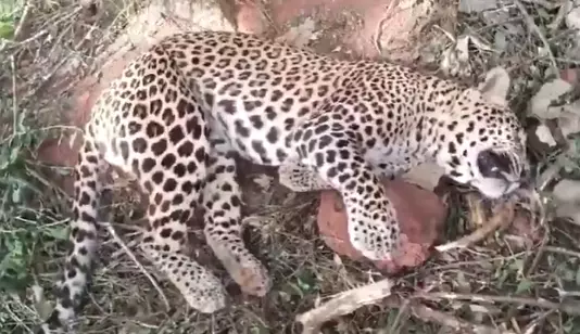 AP: Leopard Dies After Being Trapped in Krishna District