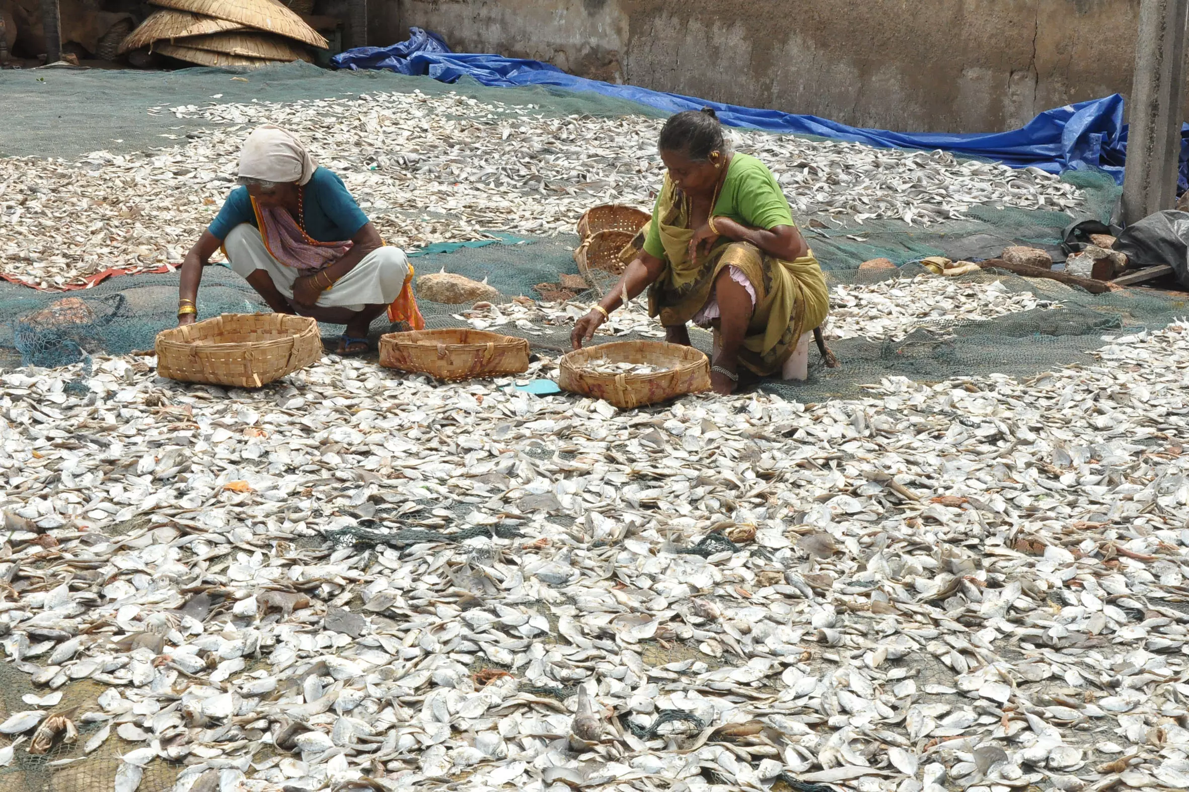 Women facing odds in dried fish production in Vizag