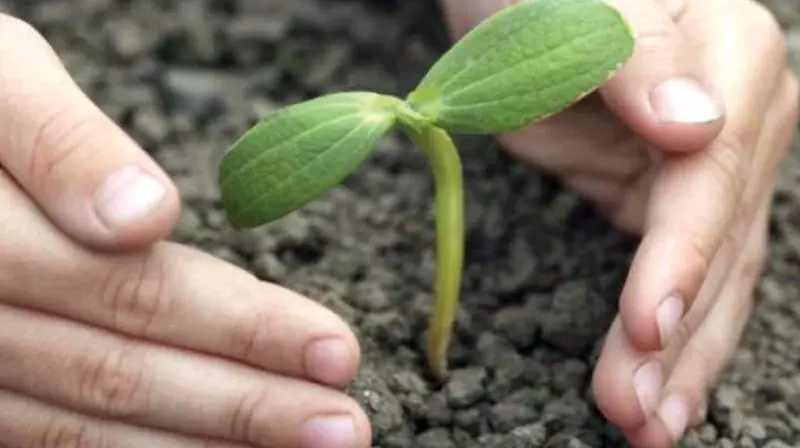 Saplings as New Year gift flood Godavari districts