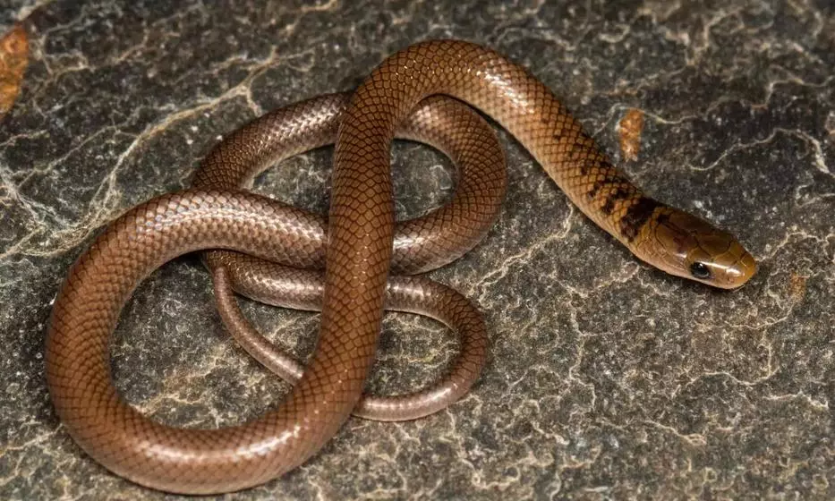 Snake Causes Stir at Collectorate’s Meeting Hall