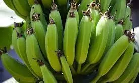 Local Farmers Turn to G9 Banana for Profitable Yields