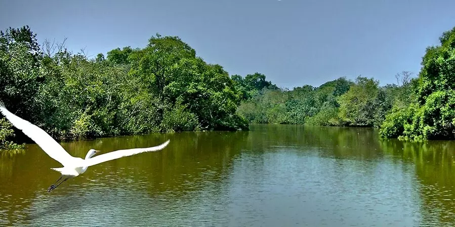 Odisha: Bhitarkanika National Park Closes for Annual Crocodile Census