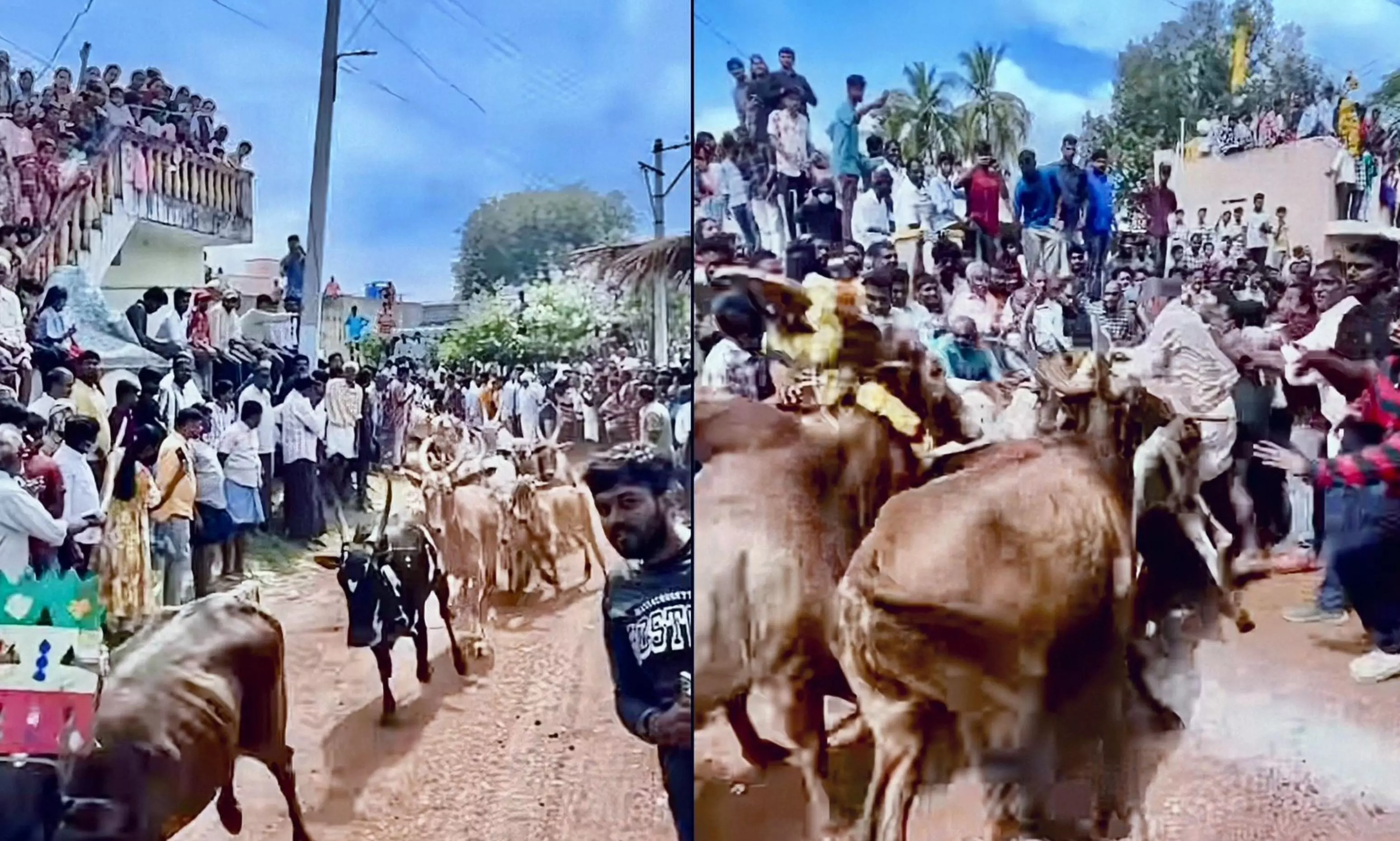 Rangampeta Comes Alive with Traditional Bull-taming Festival