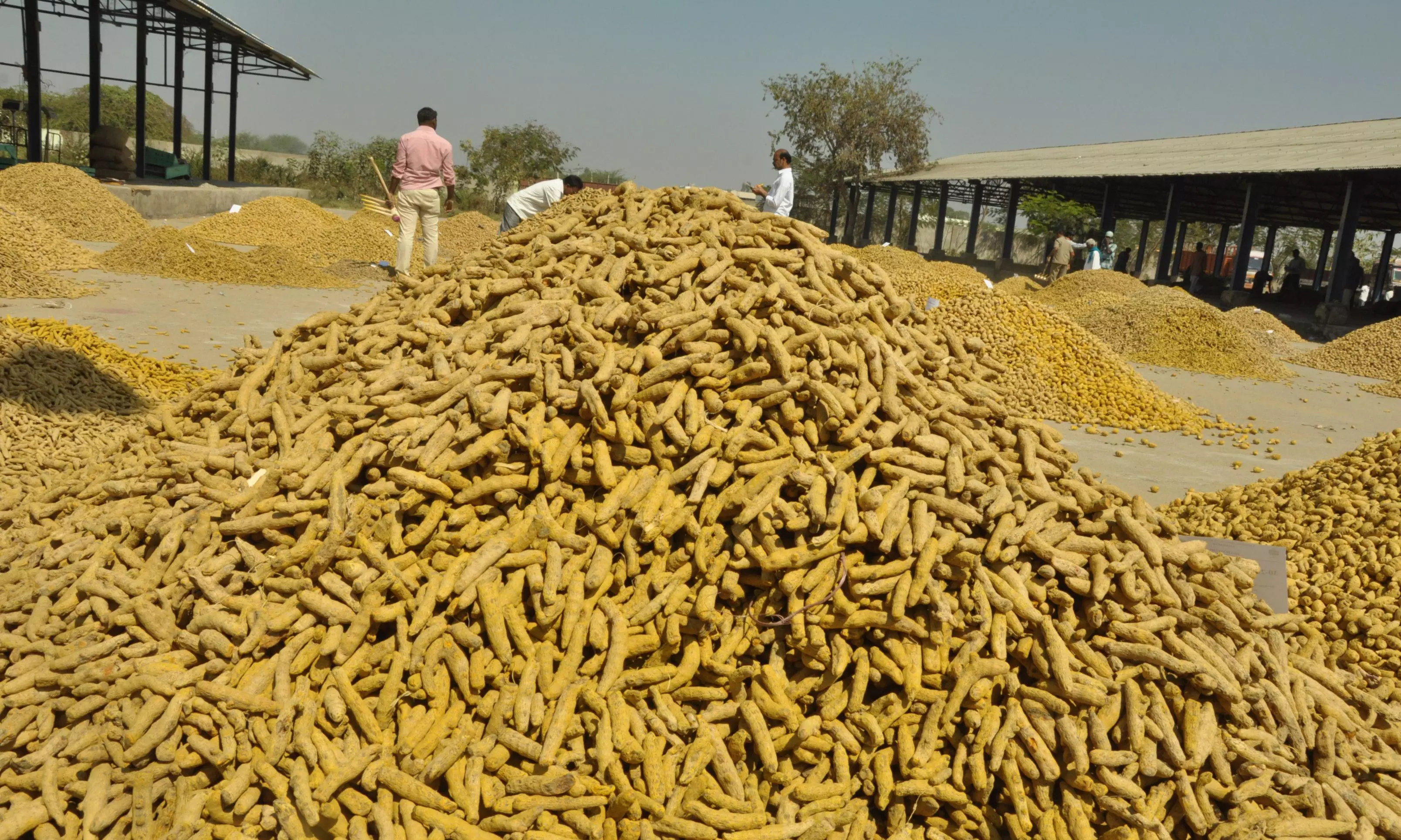 Turmeric Board Boon to the Quality Produce, Remunerative Price