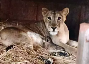 After 14 years, lioness gives birth in Mumbai's SGNP