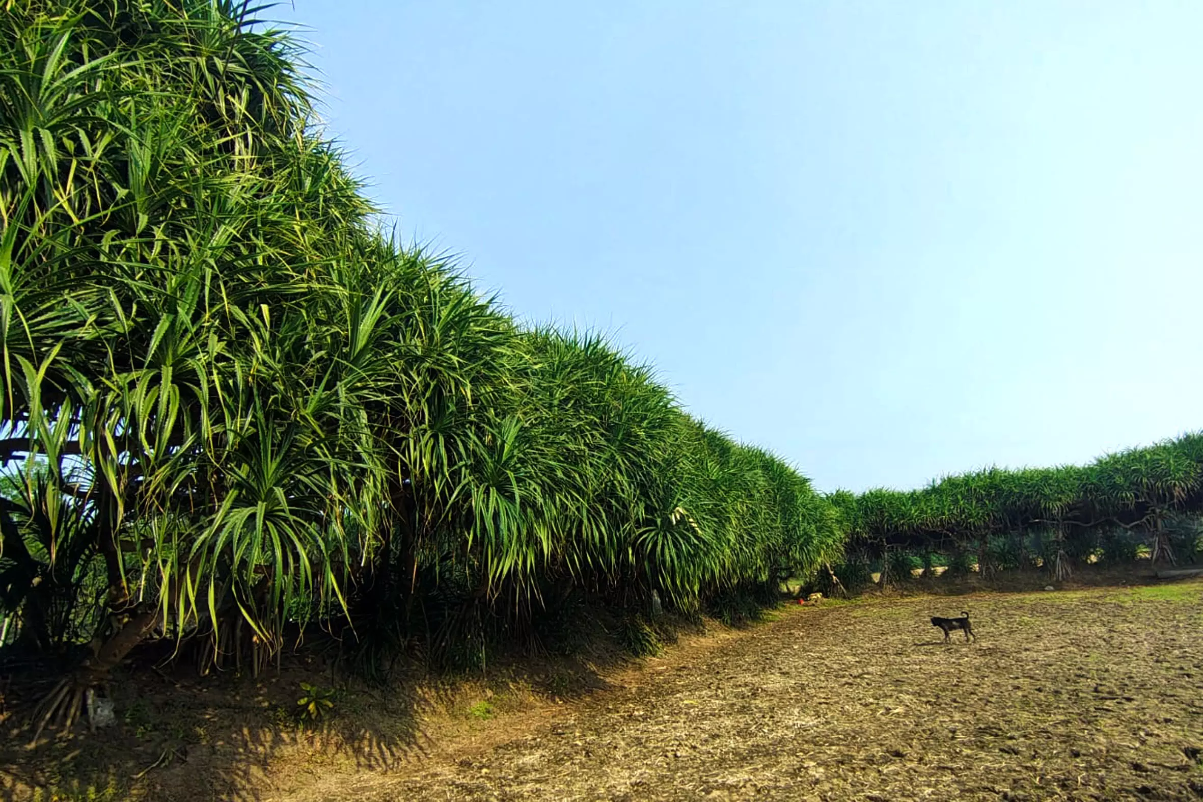 Mogali flowers’ output falls steeply in Srikakulam due to insufficient rains