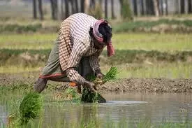 Farmers in distress due to water scarcity, non-release of state funds