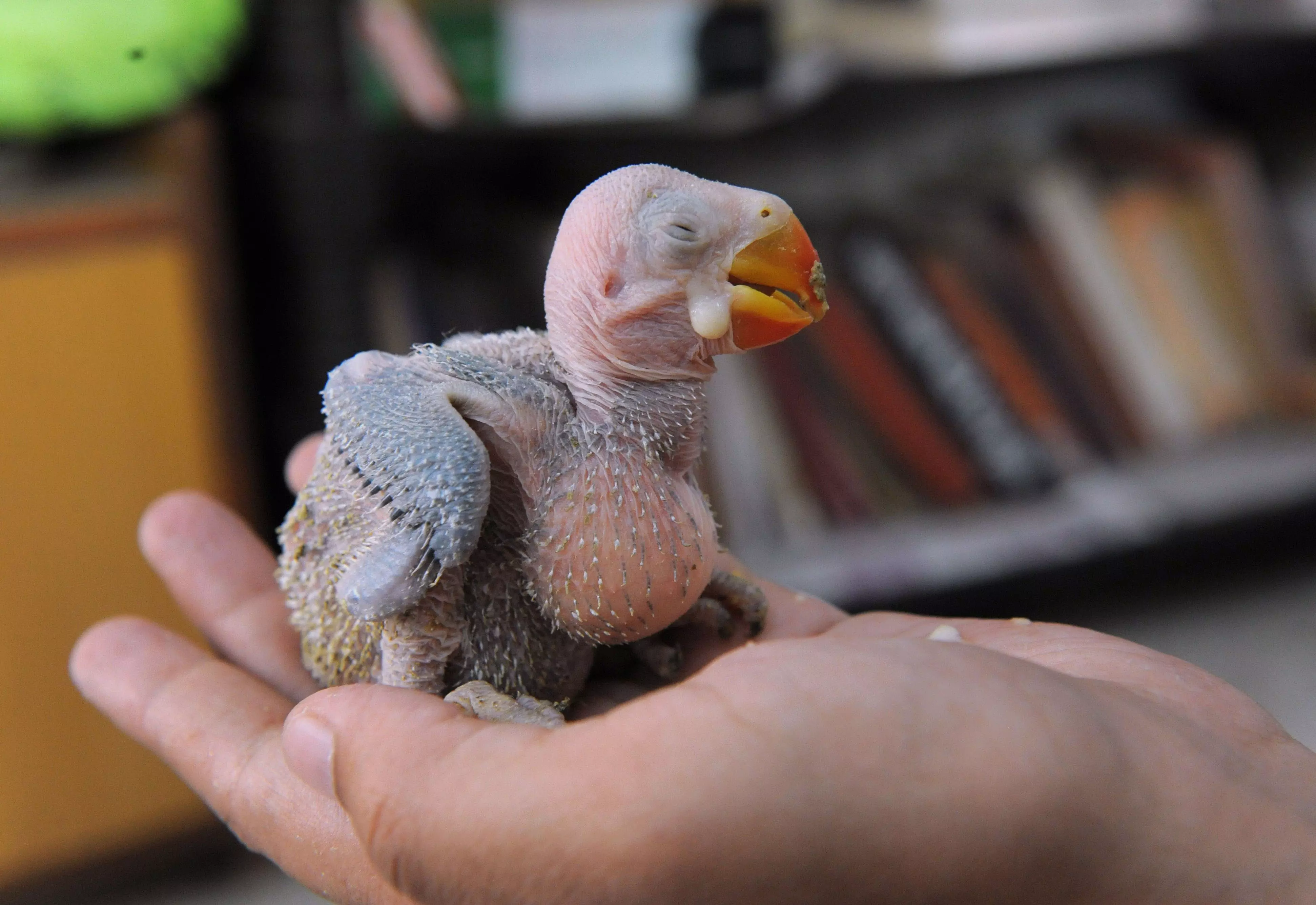 110 Parakeet Chicks Saved from Illegal Sale in Hyderabad