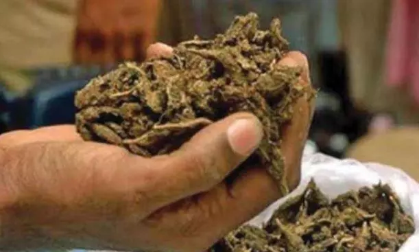 Man held with over 1kg ganja in Alwal