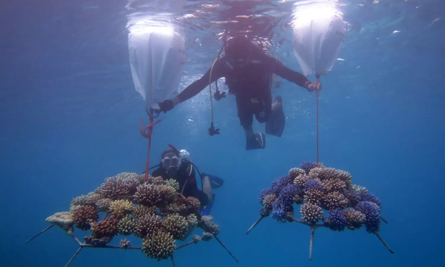 Guardians of the Deep: Four Seasons Resorts Maldives' Pioneering Marine Conservation Efforts