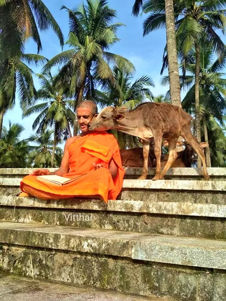 Pejawar Seer Launches Prayer Drive Against Cow Cruelty