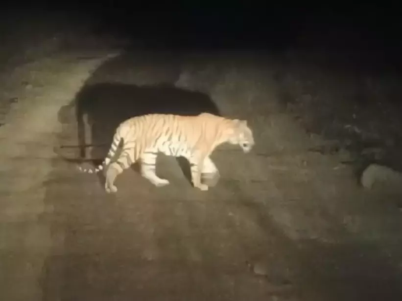 Sub-adult tiger crosses Penganga, enters Adilabad forest