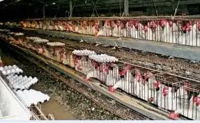 Telangana poultry owners concerned over Latur chicken deaths