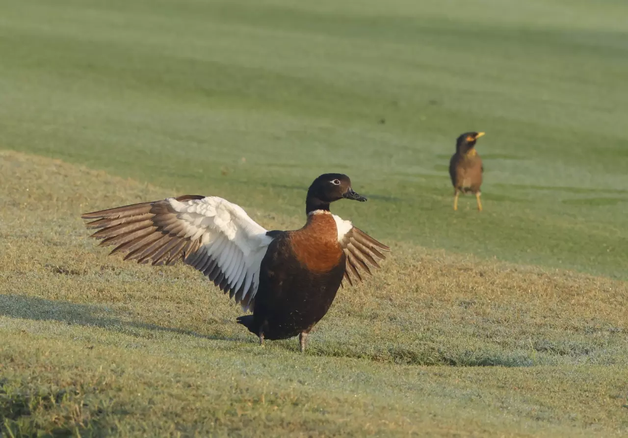 DC Exclusive: Australian Shelduck makes an unexpected landing in Hyderabad