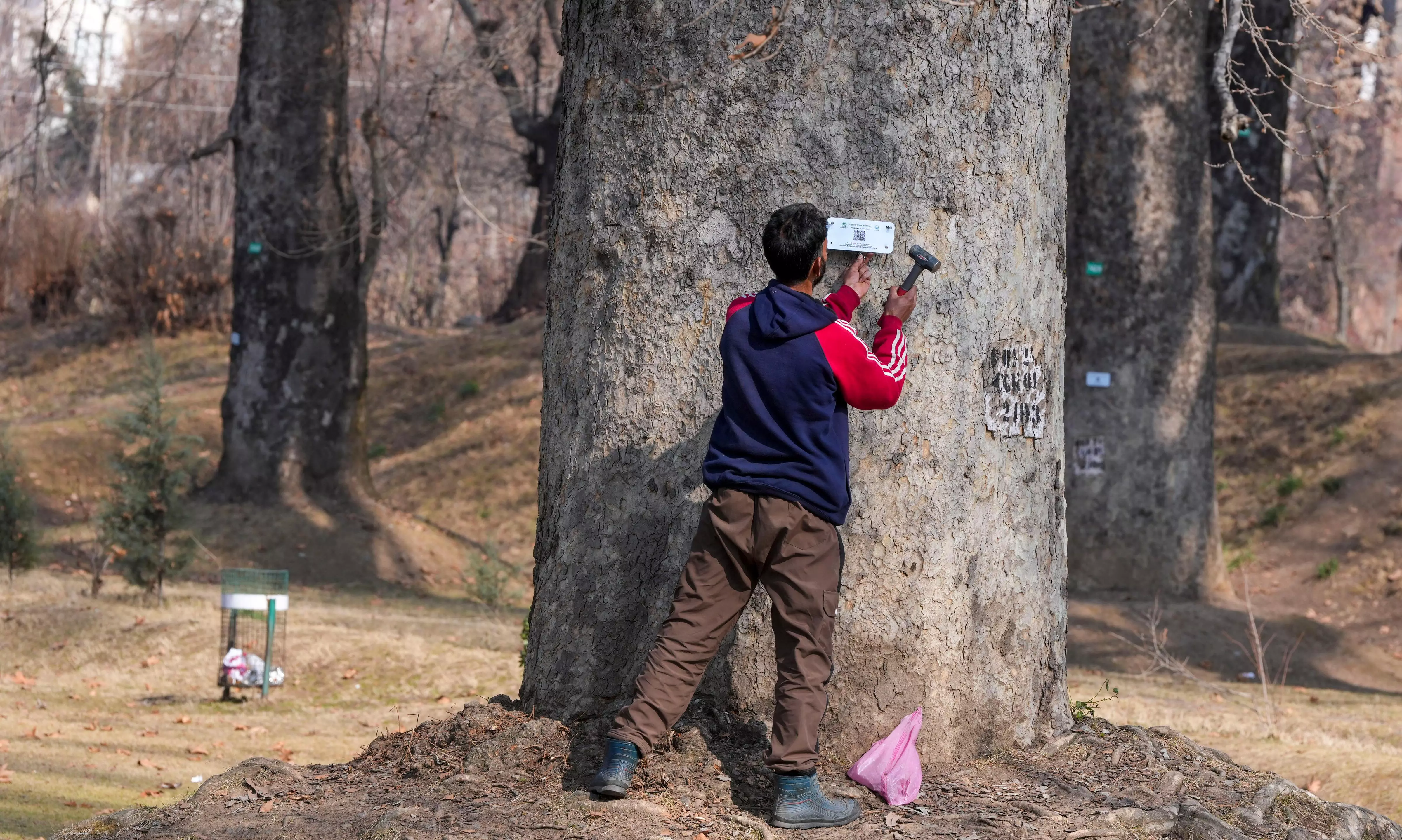 Symbol of Kashmir's natural heritage, chinar trees to be geo-tagged