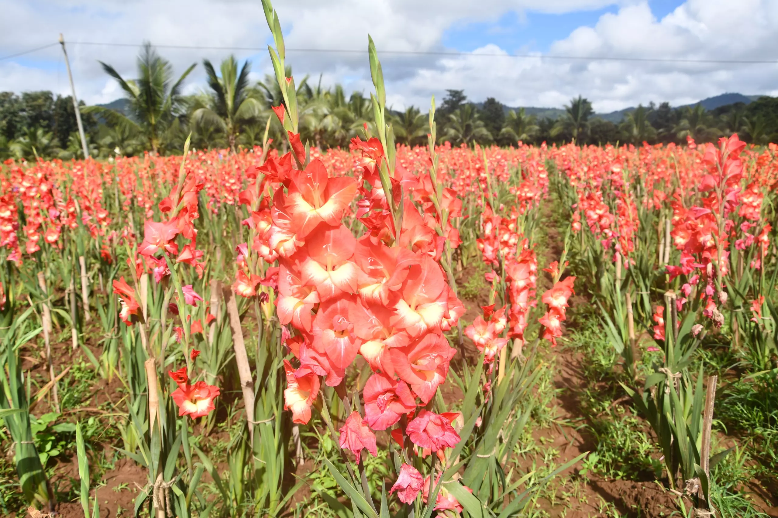 Exotic Flower Gladiolus Can Now Be Commercially Grown in Chintapalle of ASR District