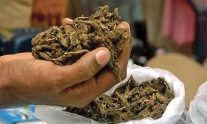 Andhra Pradesh: 12 arrested with 23 kg of ganja